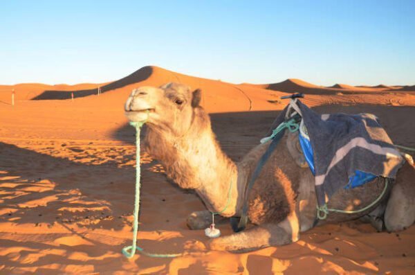 6 Days sahara tour