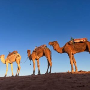 4 Days Marrakech to Chegaga