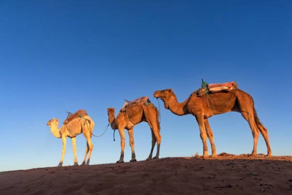 4 Days Marrakech to Chegaga