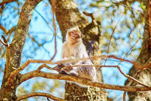 Azrou Monkey during Morocco Desert Tours with Marrakech Journeys