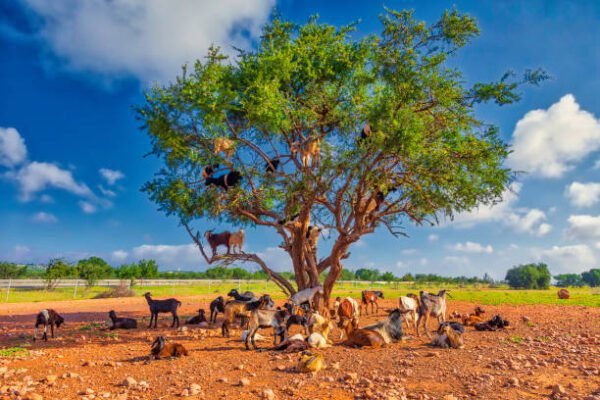 8 Days marrakech and coast